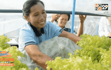 ชาวสวนยางรวมกลุ่มปลูกผักสลัดไร้ดินส่งขายห้างฯ