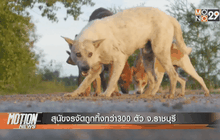 สุนัขจรจัดถูกทิ้งกว่า300 ตัว จ.ราชบุรี