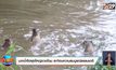 ​นากน้ำจืดฝูงใหญ่อวดโฉม แสดงถึงความสมบูรณ์ของธรรมชาติ