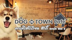 Dog In Town Cafe คาเฟ่ไซบีเรียน ฮักกี้ เอกมัย ซอย6
