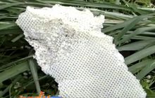 หนุ่มโคราชถูกฝูงผึ้งหลวงรุมต่อยดับคาต้นไม้