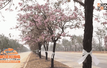 ม.นเรศวร ลงชื่อค้านตัดต้นเสลา 3,000 คน 