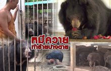หมีควายทำร้ายปางตาย