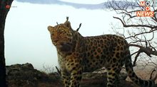 “รัสเซีย” อวดภาพหายาก “เสือดาวอามูร์” เสี่ยงสูญพันธุ์สูง