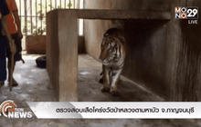 ตรวจสอบเสือโคร่งวัดป่าหลวงตามหาบัว จ.กาญจนบุรี