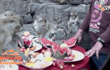 โต๊ะจีนลิงลพบุรีจัดเต็มให้ลิงอิ่ม