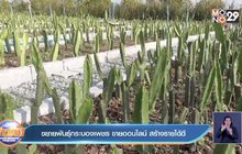 ขยายพันธุ์กระบองเพชร ขายออนไลน์ สร้างรายได้ดี