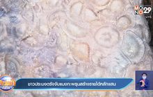 ชาวประมงตรังจับแมงกะพรุนสร้างรายได้หลักแสน