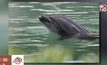 นักสิทธิท้วง “โลมา-เพนกวิน” ถูกทิ้งไว้ในพิพิธภัณฑ์สัตว์น้ำ