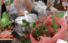 พาณิชย์ลงพื้นที่ช่วยเกษตรกรรับมือภัยแล้ง