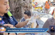 ลูกแมววัยเดือนเศษ ติดในห้องเครื่องรถเก๋งขับไกลกว่า 30 กม.