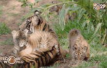 ลูกเสือโคร่งสุมาตราในสวนสัตว์ซานดิเอโก