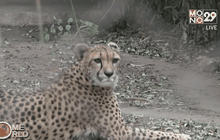 โคลนนิ่งเสือชีต้า