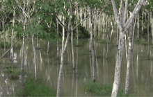 น้ำท่วมนราธิวาสเริ่มลดลง