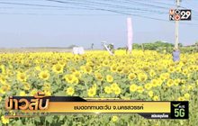 ชมดอกทานตะวัน จ.นครสวรรค์