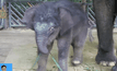 ลูกช้างไทยในไนท์ซาฟารี สิงคโปร์