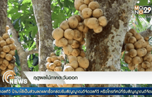 ฤดูผลไม้ภาคตะวันออก