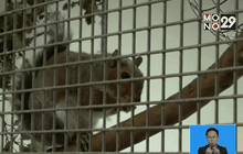 ทดสอบการแก้ไขปัญหาของกระรอก