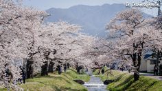 [รีวิว] เที่ยวญี่ปุ่น ชมซากุระแบบฟินๆ ริมแม่น้ำคานโนะจิ เมืองฟูกูชิมะ