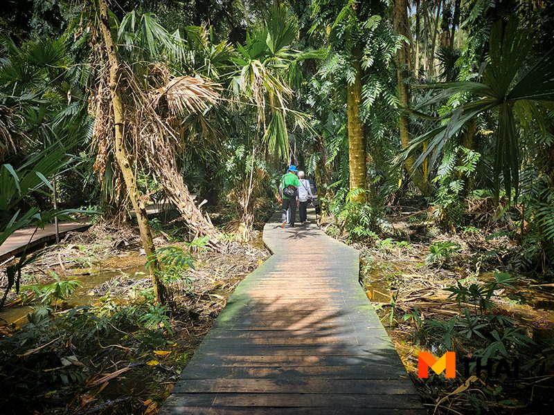 ป่าคำชะโนด