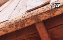 กองทัพแมลงปีกแข็งรบกวนการใช้ชีวิตประจำวัน จ.นครราชสีมา