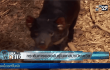 กระตุ้นการผสมพันธุ์ในแทสมาเนียเดวิล