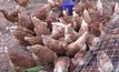 ชวนกินไข่ไก่ออร์แกนิกดอยวาวี เชียงราย