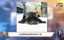 ชวนตั้งชื่อลูกอีเห็นกำพร้า 4 ตัว