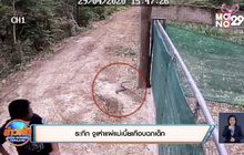 ระทึก งูเห่าแผ่แม่เบี้ยเกือบฉกเด็ก