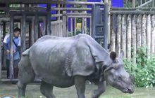 เลี้ยงขันโตก’กาลิ’ แรดในไทย ต้อนรับ ‘วันแรดโลก’