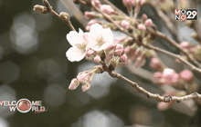 เทศกาลชมดอกซากุระในญี่ปุ่น