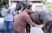 อดีตตำรวจรับนวดแผนไทยช่วยม้าบาดเจ็บ