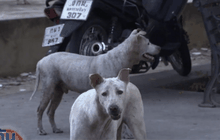 แฉ ตร.ยิงสุนัขตายให้การไม่จริง