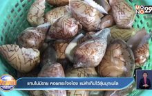 แทบไม่มีขาย หอยกระโจงโดง แม่ค้าเก็บไว้ลุ้นมุกเมโล