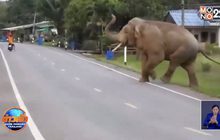 ช้างป่าอ่างฤาไน บุกเขตชุมชนทำลายพืชผลทางการเกษตร