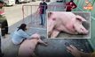 หมูโรงเชือดหนีตายเข้าลานห้าง เจอคนบุญร่วมไถ่ชีวิต ตั้งชื่อ “เจ้าบารมี”