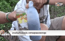 ชาวบ้านเก็บแมงมัน อาหารสุดยอดราคาสูง