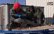 ฤดูจับปลาสเตอร์เจี้ยนด้วยฉมวกในสหรัฐฯ