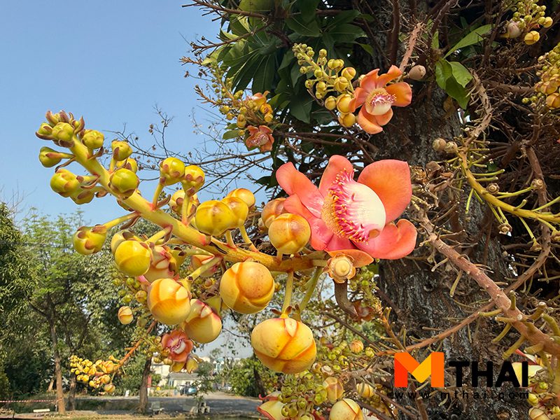 ดอกสาละ