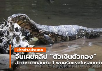 จีนเผยคลิป ‘ตัวเงินตัวทอง’ สัตว์คุ้มครองหายากใน ยูนนาน