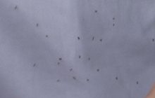 ทัพแมลงบุกหมู่บ้าน อ.สทิงพระ จ.สงขลา