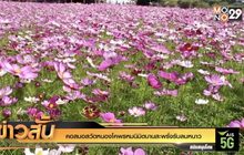 คอสมอสวัดหนองโคพรหมนิมิตบานสะพรั่งรับลมหนาว