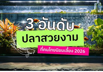 3 อันดับ ปลาสวยงามที่คนไทยนิยมเลี้ยง 2026