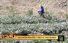 ชาว ต.หัวโพ ตัดคะน้าทิ้ง 1 แสน ก.ก. เพราะล้นตลาด
