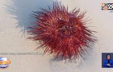 แจงสาเหตุ กองทัพ’เม่นทะเลสีแดง’ เกยเกลื่อนหาดป่าตอง