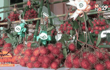 งานวันเงาะของดีทุ่งช้าง จ.น่าน