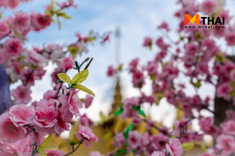 กล้วยไม้