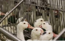 นิวยอร์กผ่านกฎหมายห้ามจำหน่ายฟัวกราส์