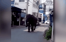 ระทึก! ช้างหงุดหงิดอากาศร้อนวิ่งเข้า รพ.