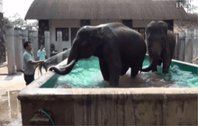 ช้างไนท์ซาฟารีทำร้าย นทท.บาดเจ็บ